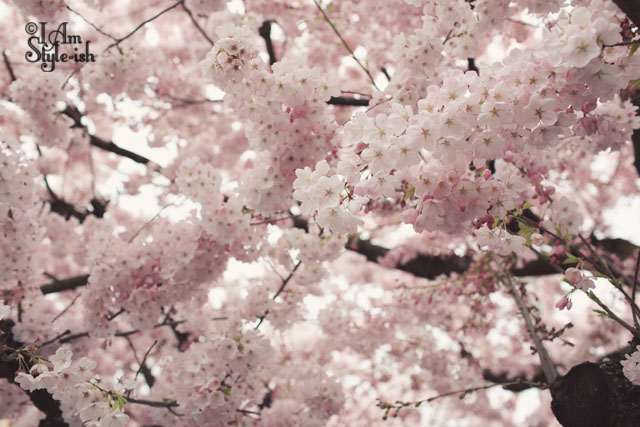 cherry_blossoms
